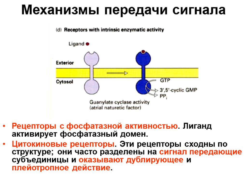 Механизмы передачи сигнала Рецепторы с фосфатазной активностью. Лиганд активирует фосфатазный домен. Цитокиновые рецепторы. Эти